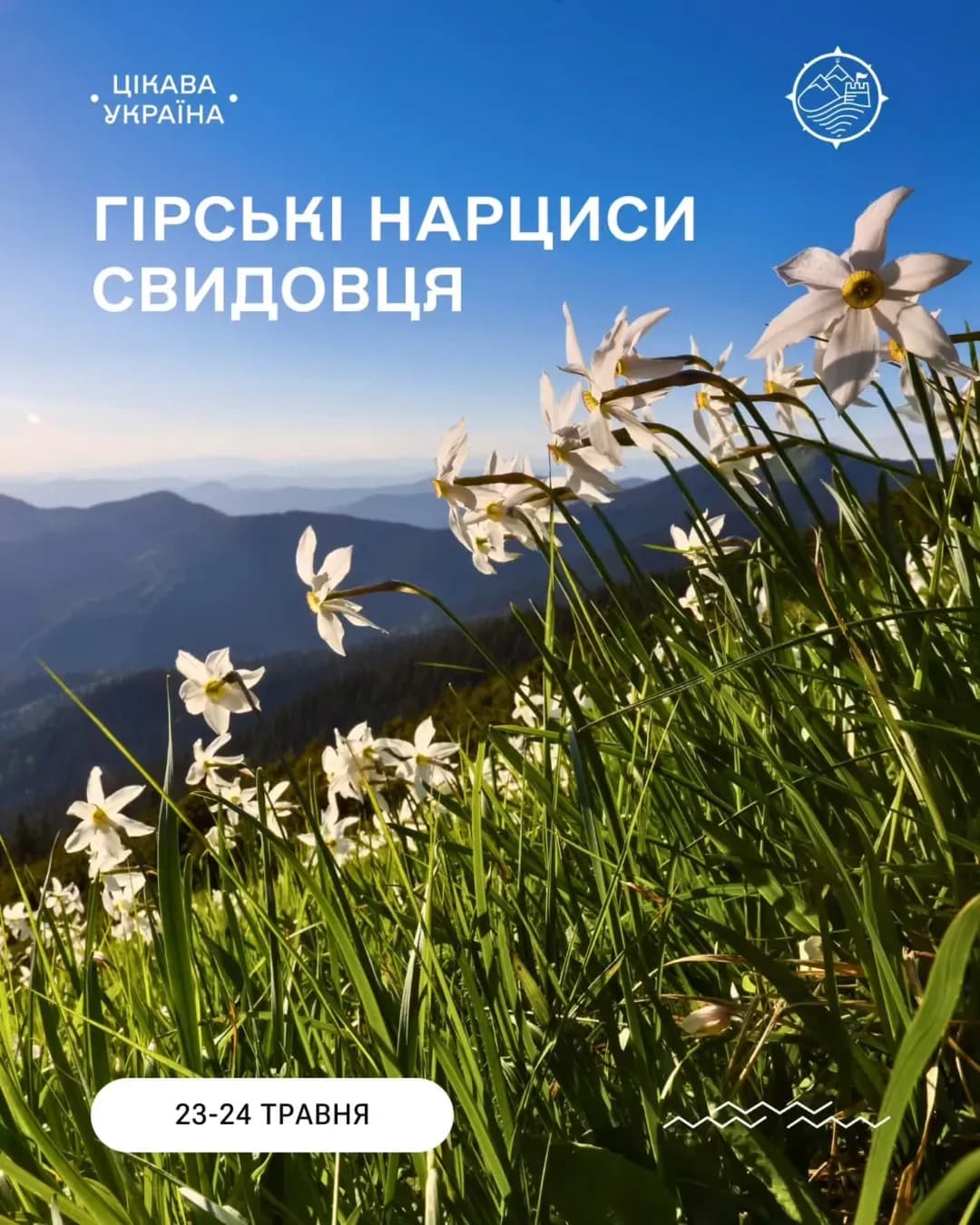 Тур на гірські нарциси Свидовця