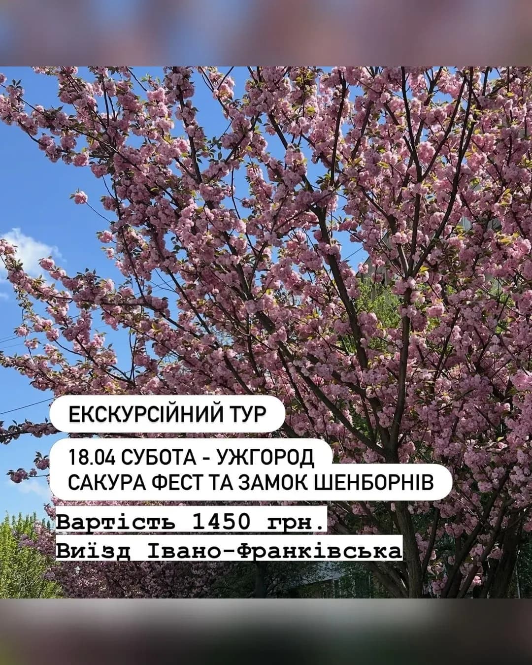 Тур до Ужгорода на сакури + Палац Шенборнів