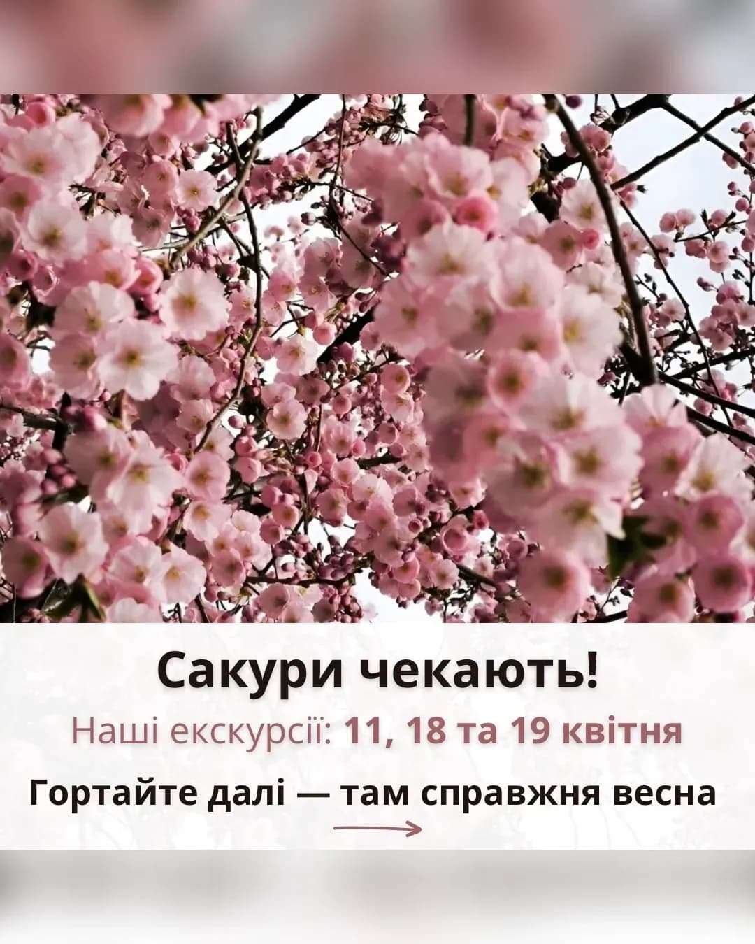 Екскурсія в Ужгород: замок і алеї сакур