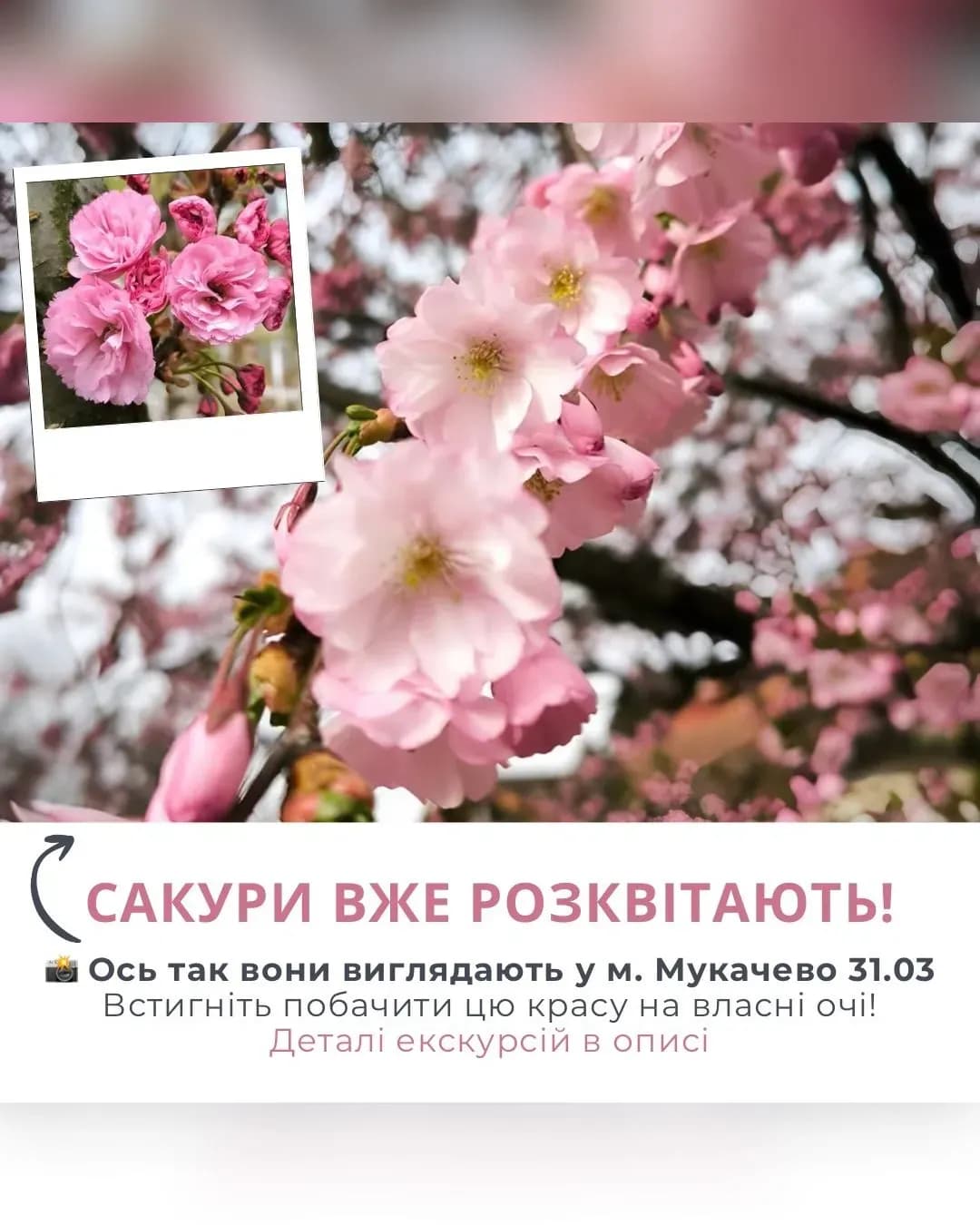 Сакури в Ужгороді — тур від Mandrivochka (18.04)