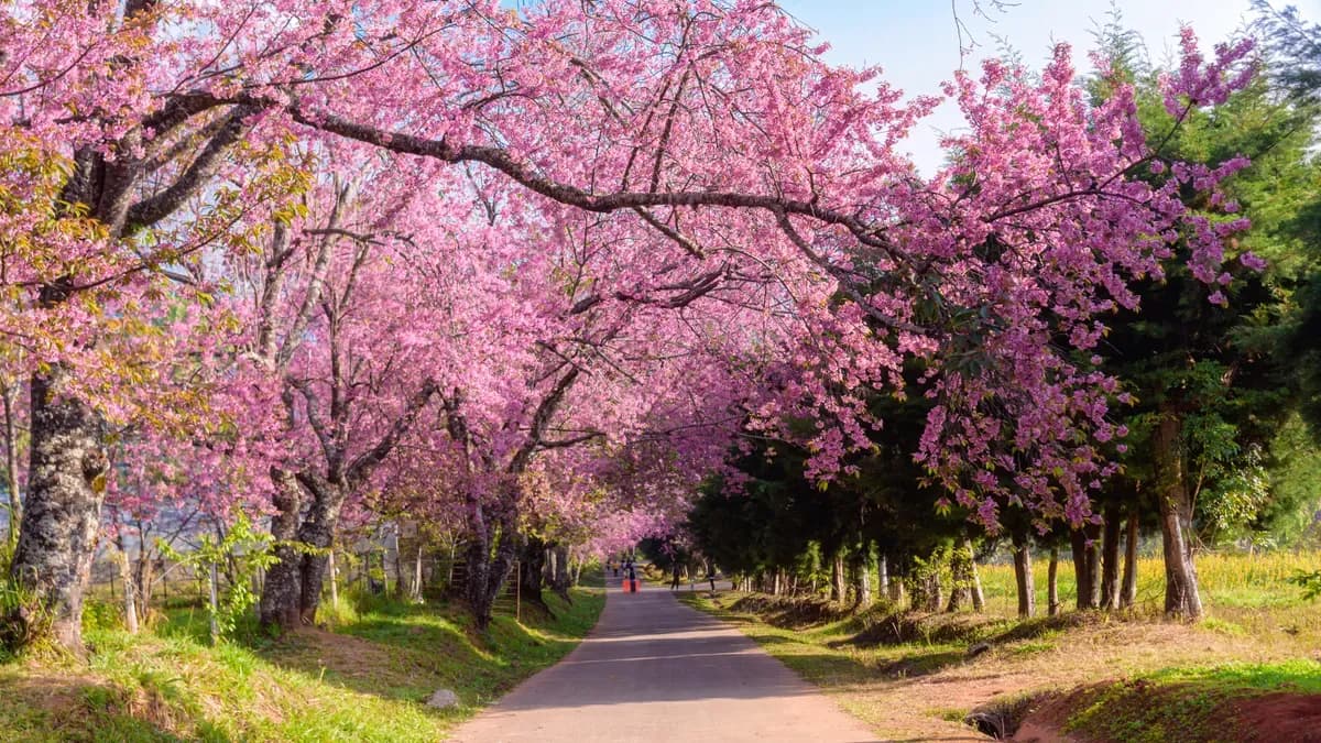 Цвітіння сакури в Мукачево — одноденна екскурсія