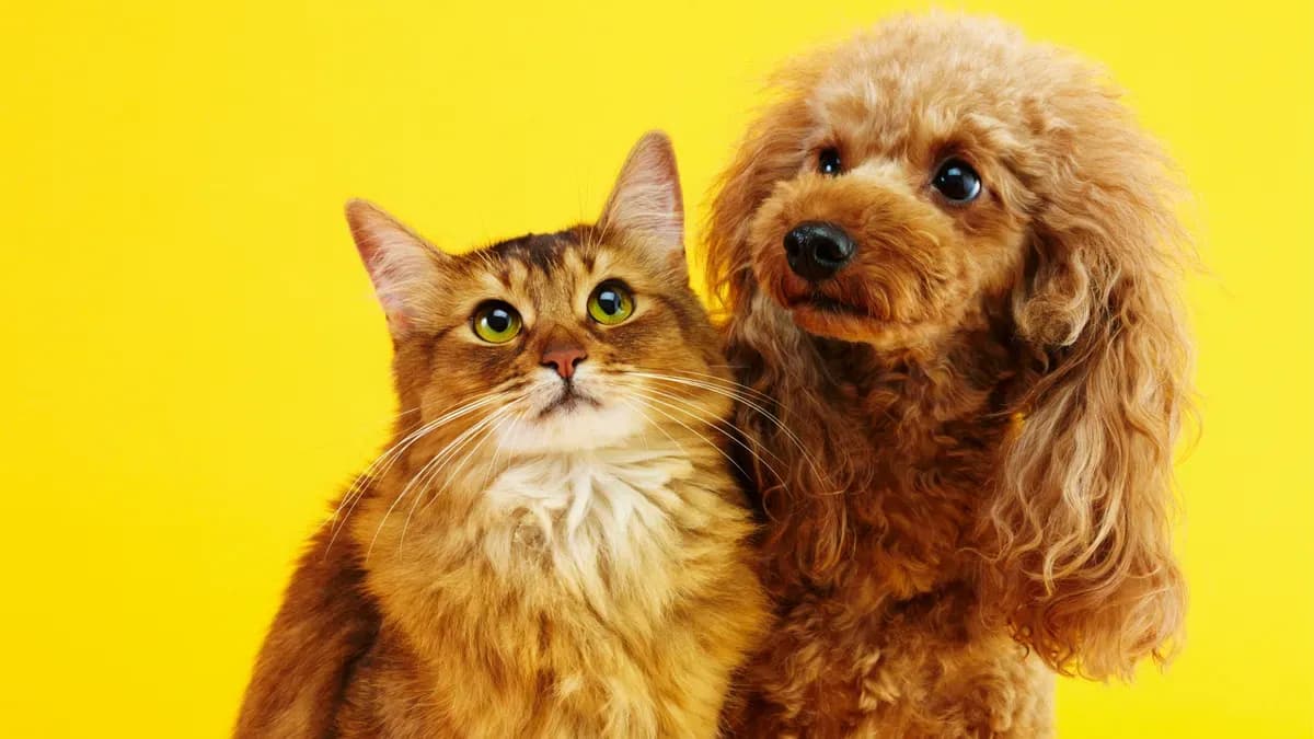 Домашні тварини