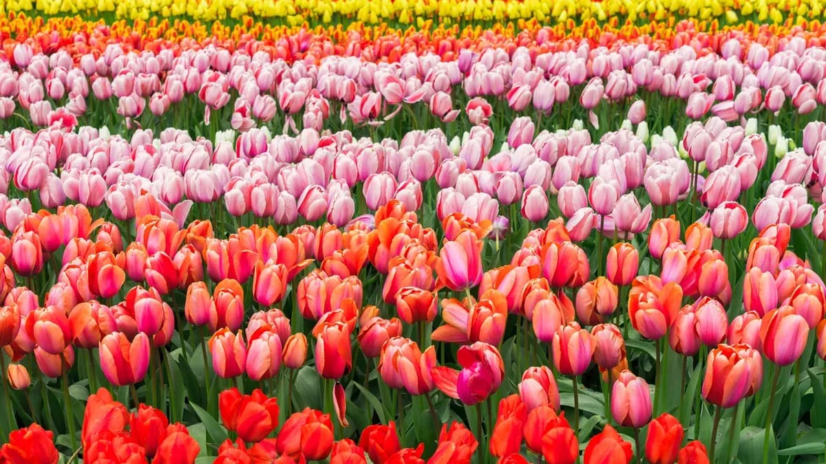 Виставка тюльпанів 2026 — Ven Greenery